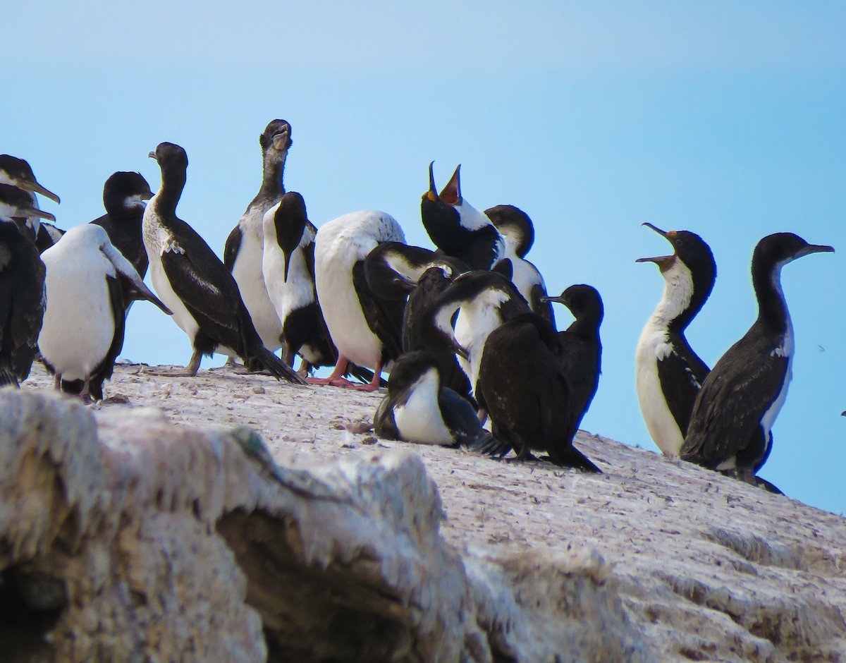 Imperial Cormorant - ML639745326