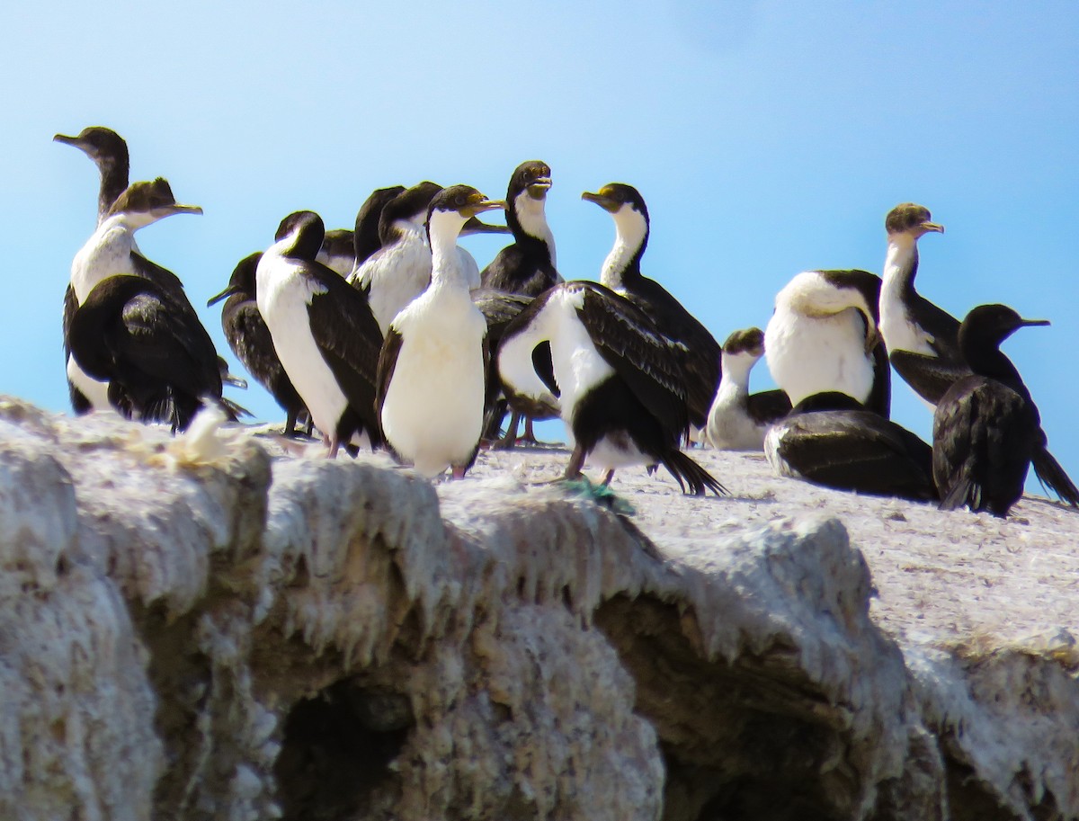 Imperial Cormorant - ML639745327