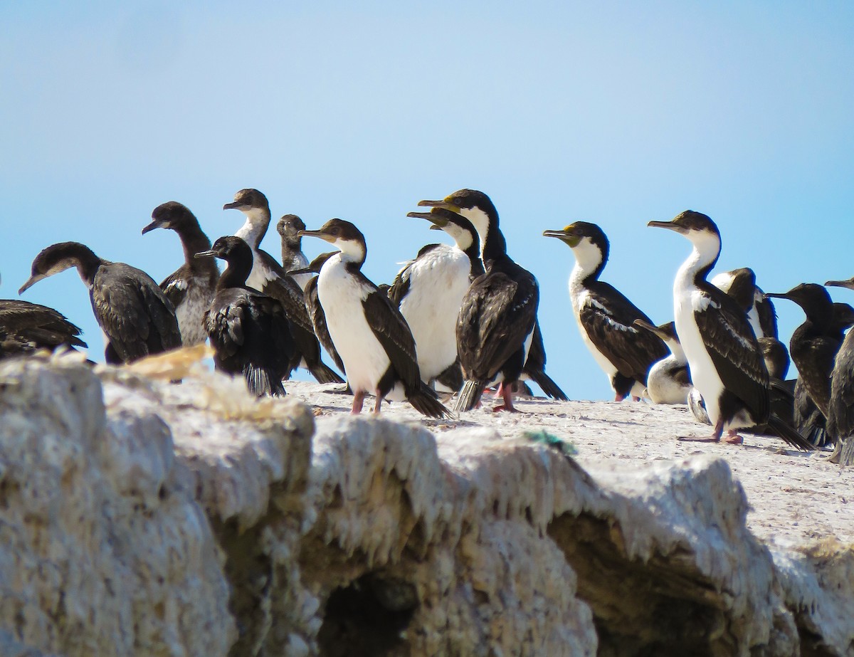 Imperial Cormorant - ML639745328