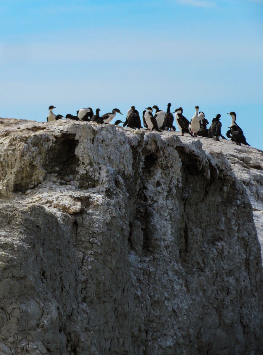 Imperial Cormorant - ML639745329