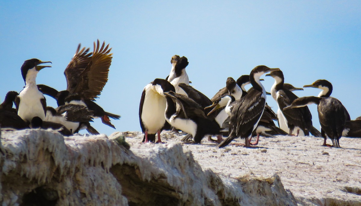 Imperial Cormorant - ML639745330