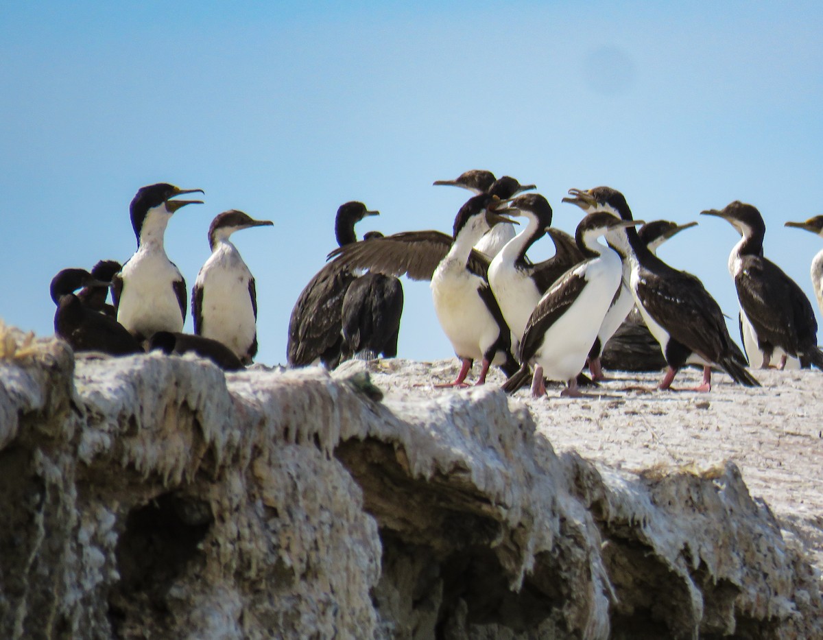 Imperial Cormorant - ML639745332