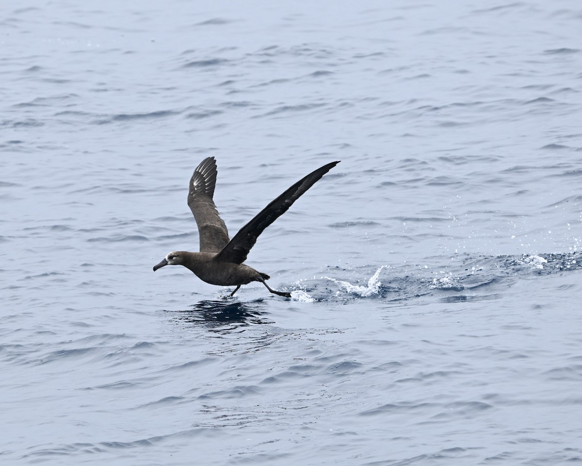 albatros černonohý - ML639745364
