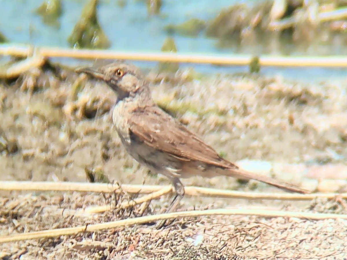 Sage Thrasher - ML639745415