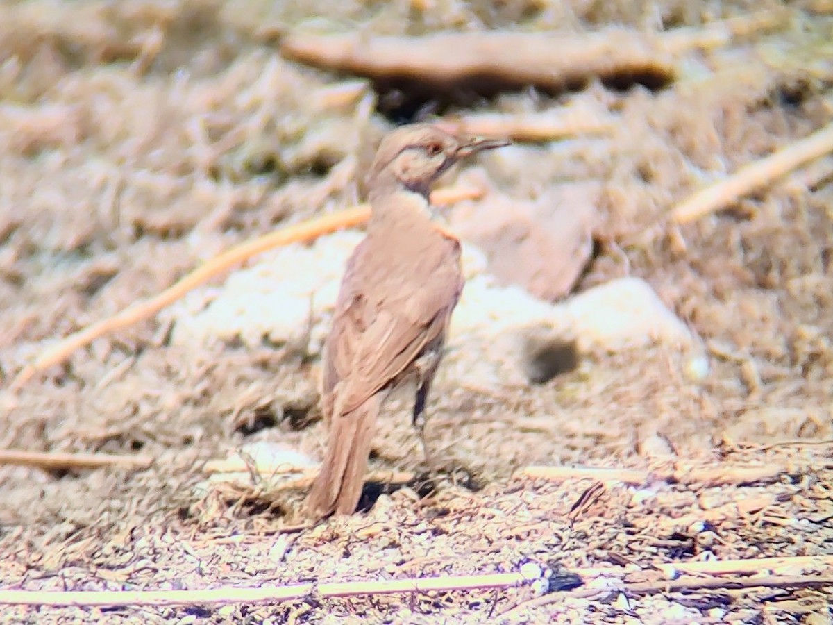 Sage Thrasher - ML639745416