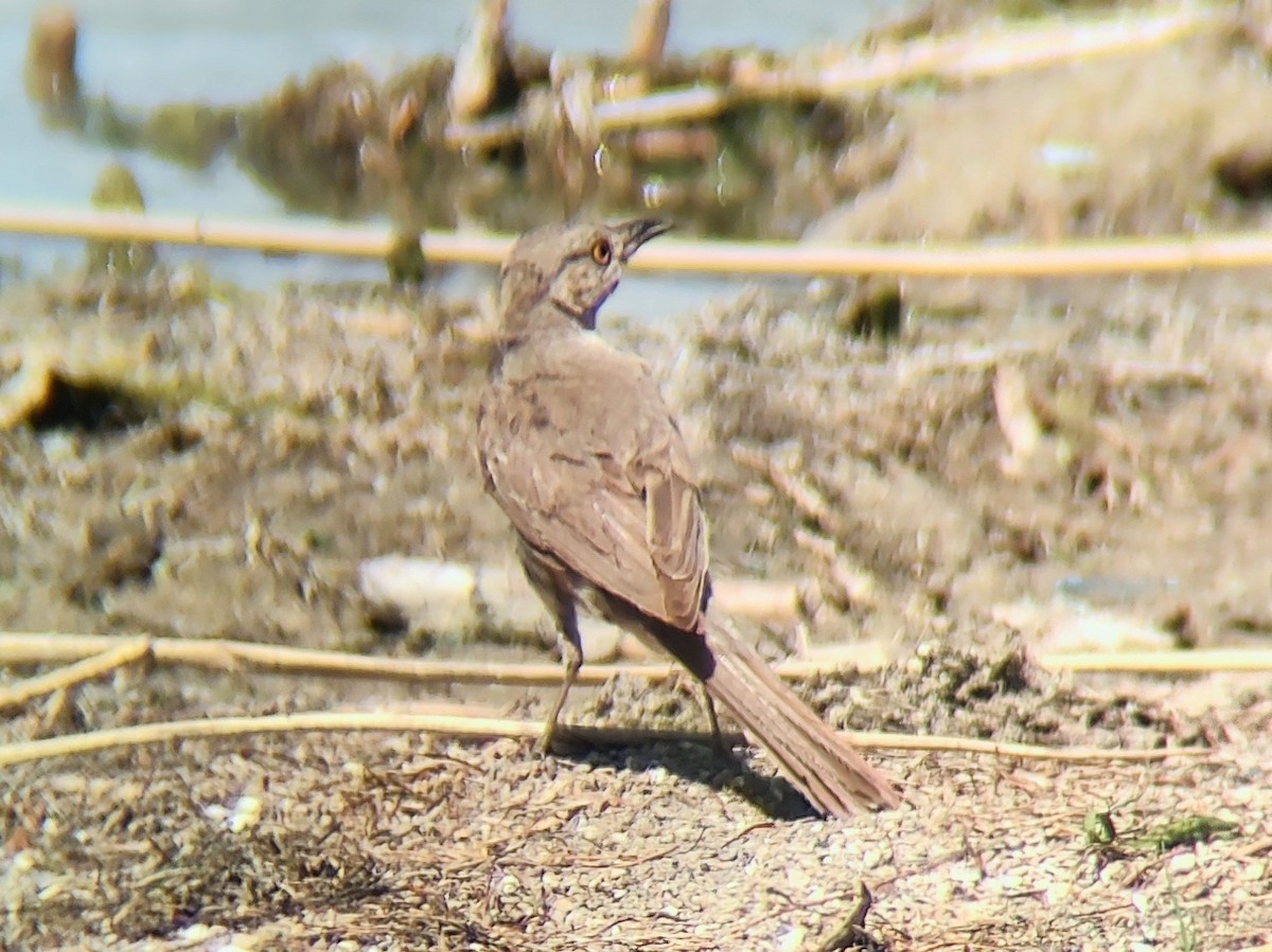Sage Thrasher - ML639745417