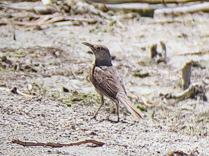 Sage Thrasher - ML639745418