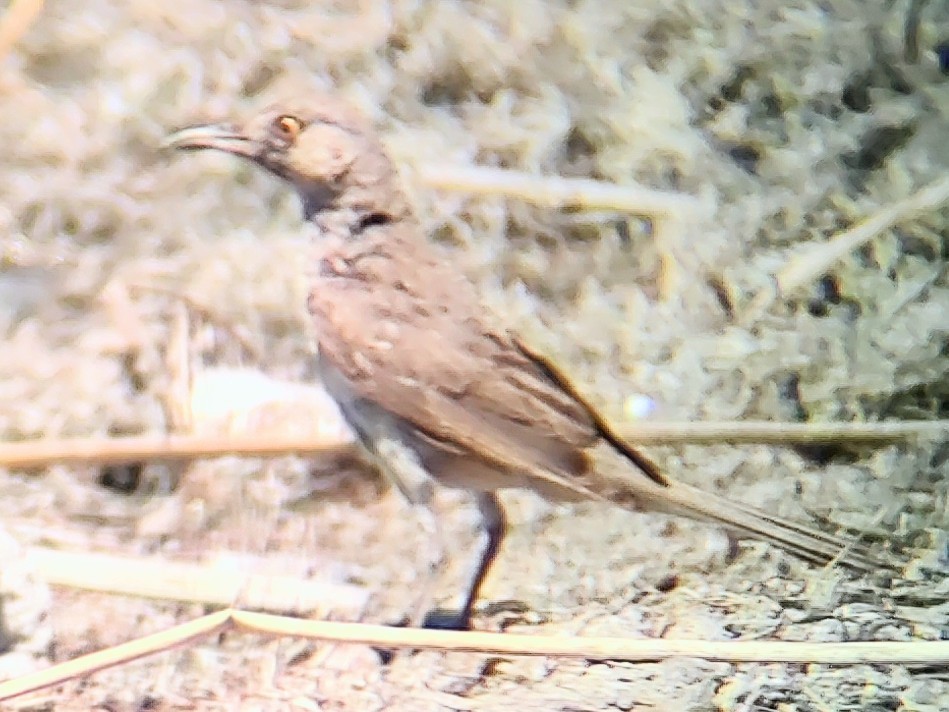 Sage Thrasher - ML639745419