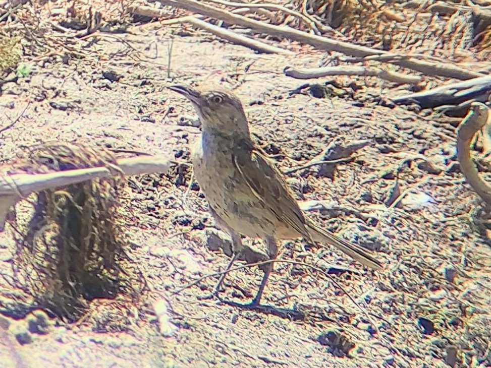 Sage Thrasher - ML639745420