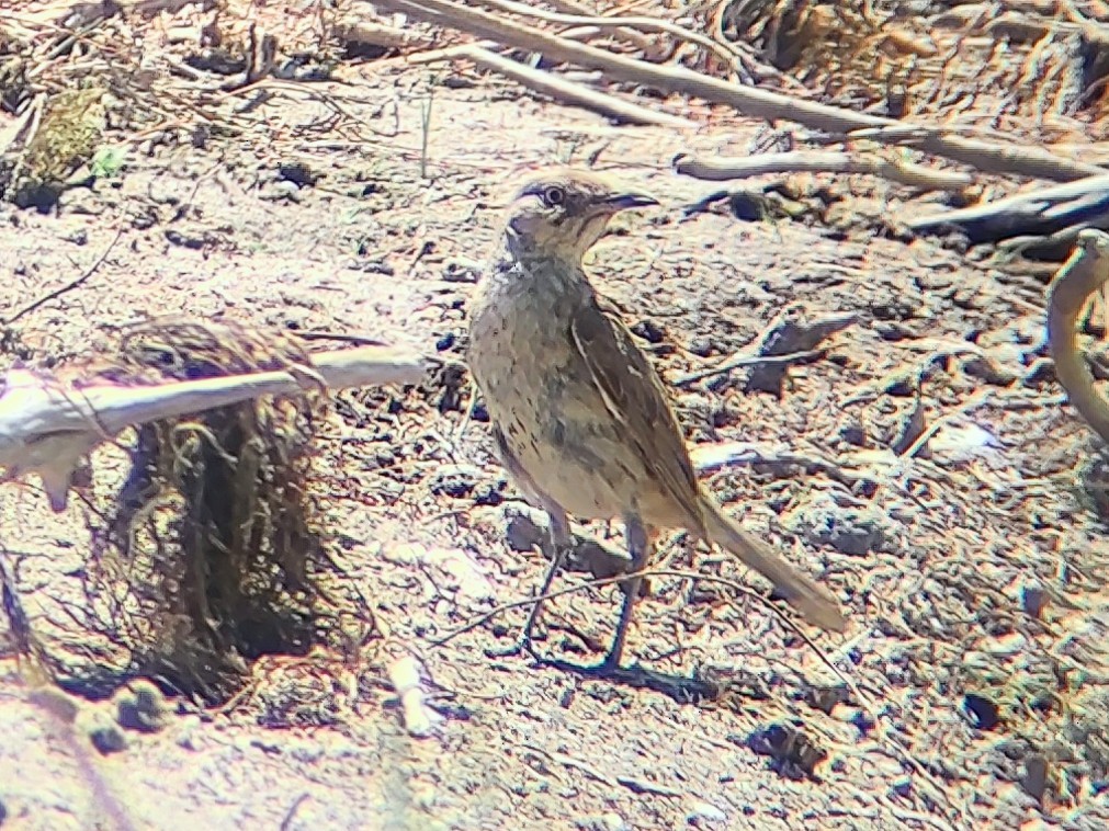 Sage Thrasher - ML639745421