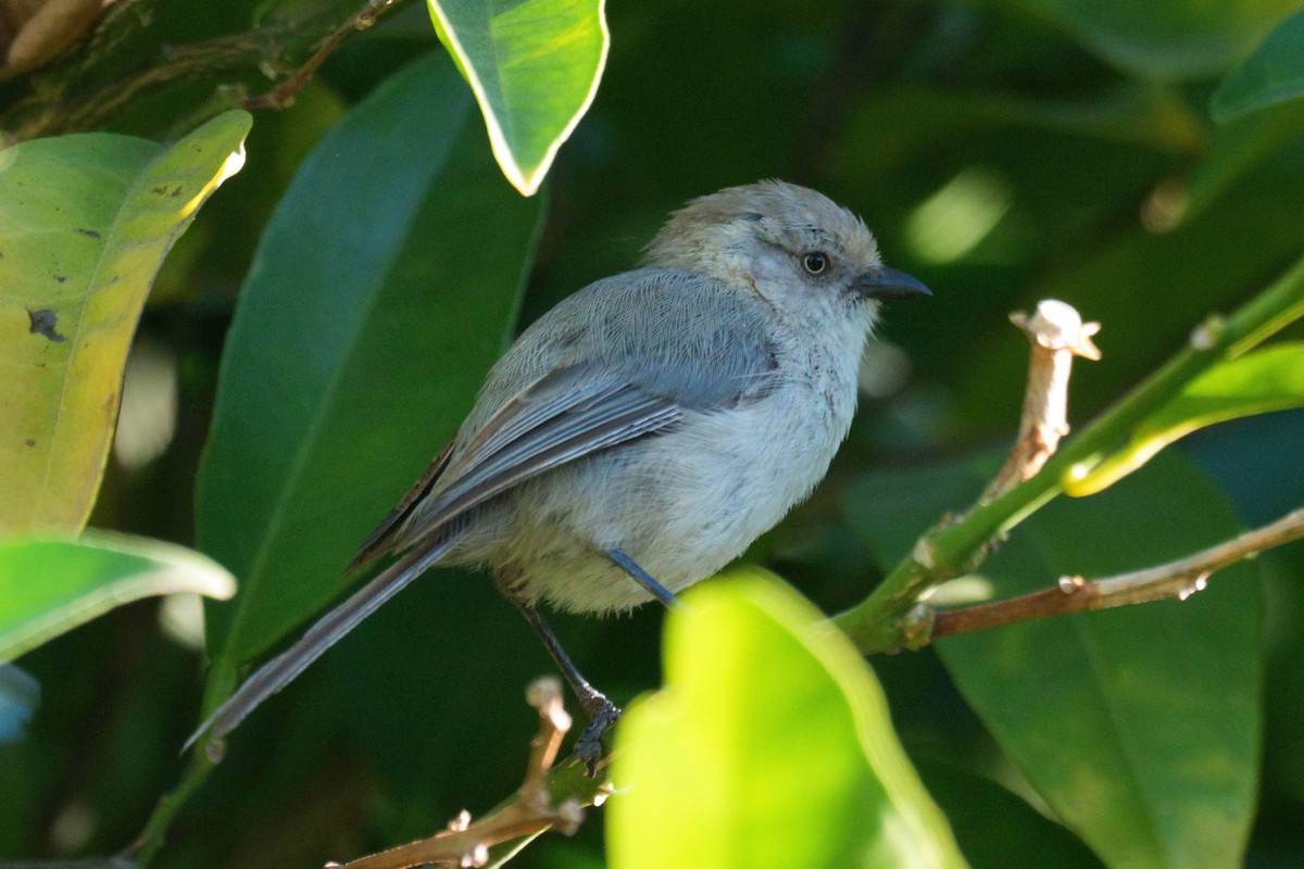 Bushtit - ML639745444