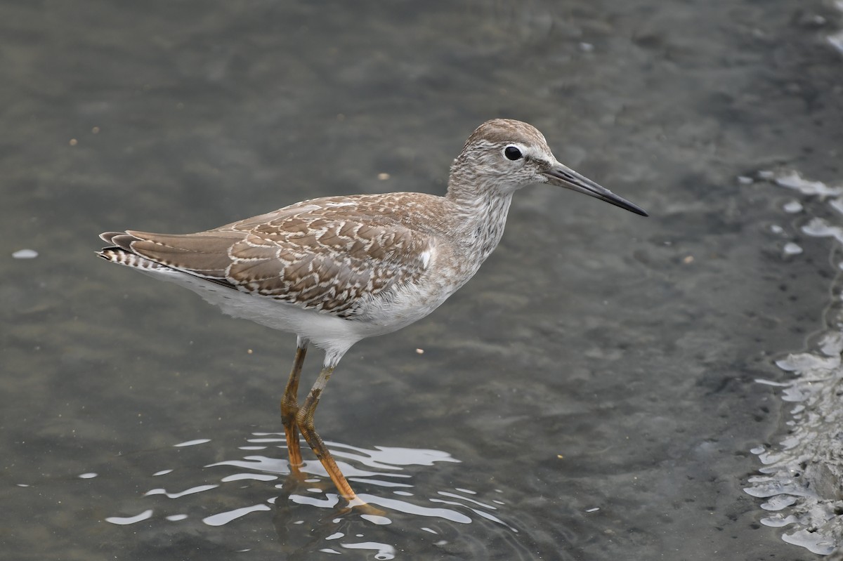 Gray-tailed Tattler - ML639745664