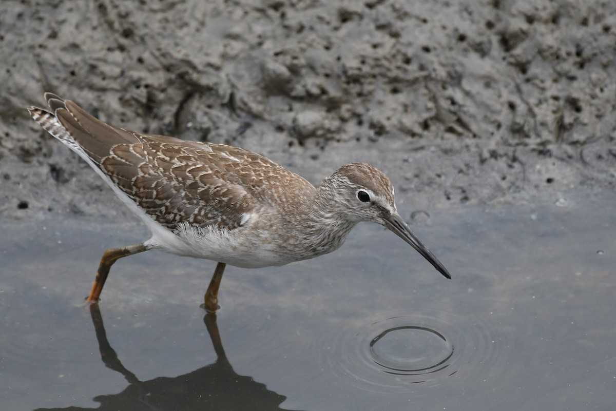 Gray-tailed Tattler - ML639745665