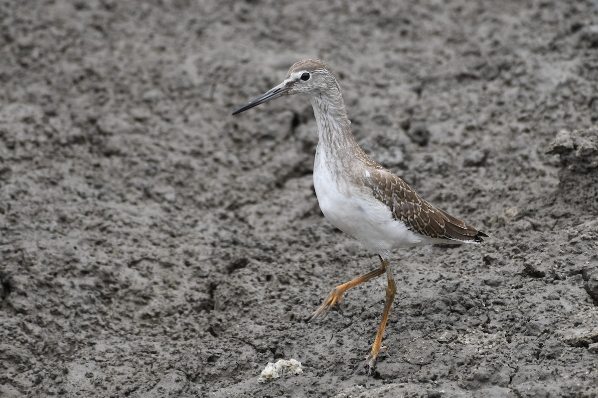 Gray-tailed Tattler - ML639745666