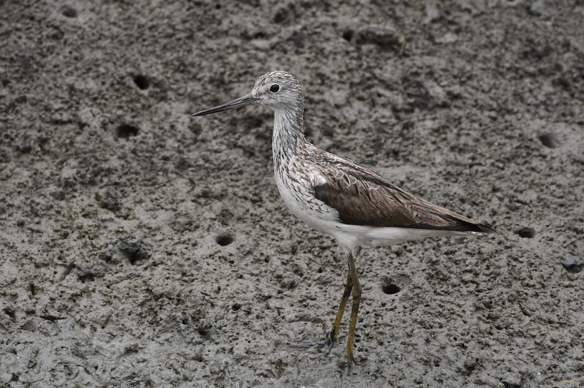 Common Greenshank - ML639745669