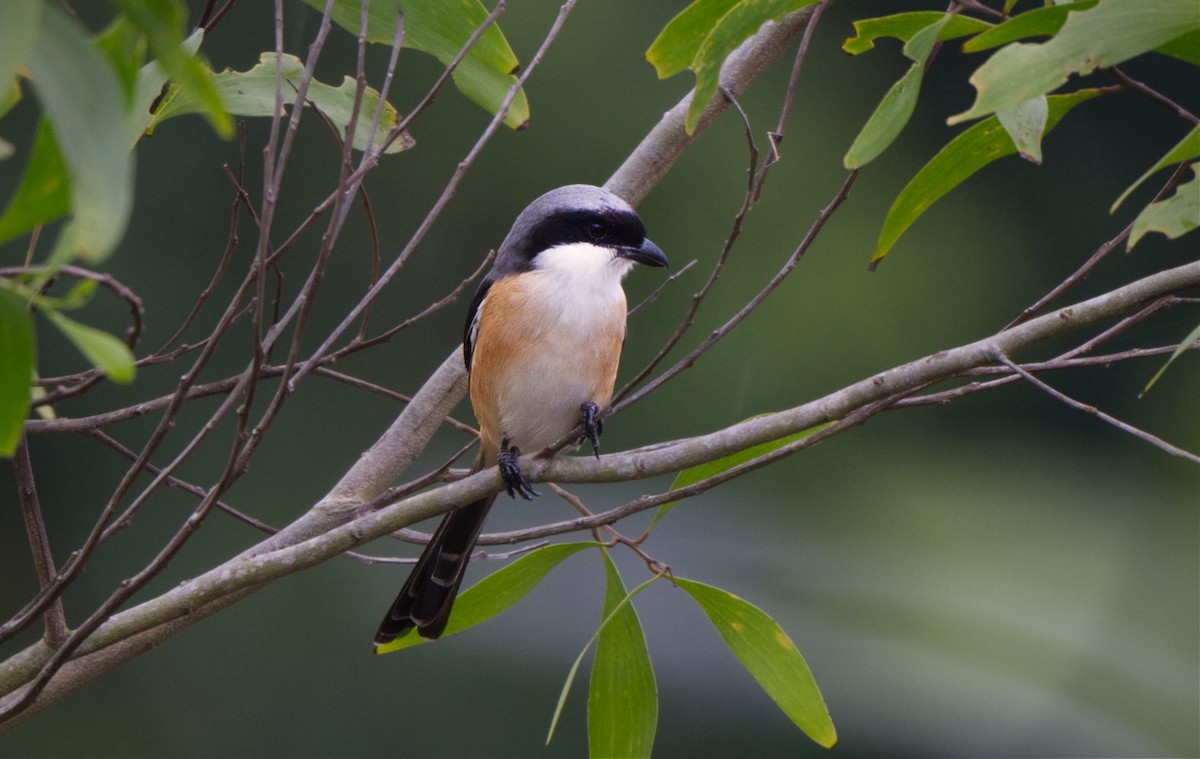 Long-tailed Shrike - ML639745687