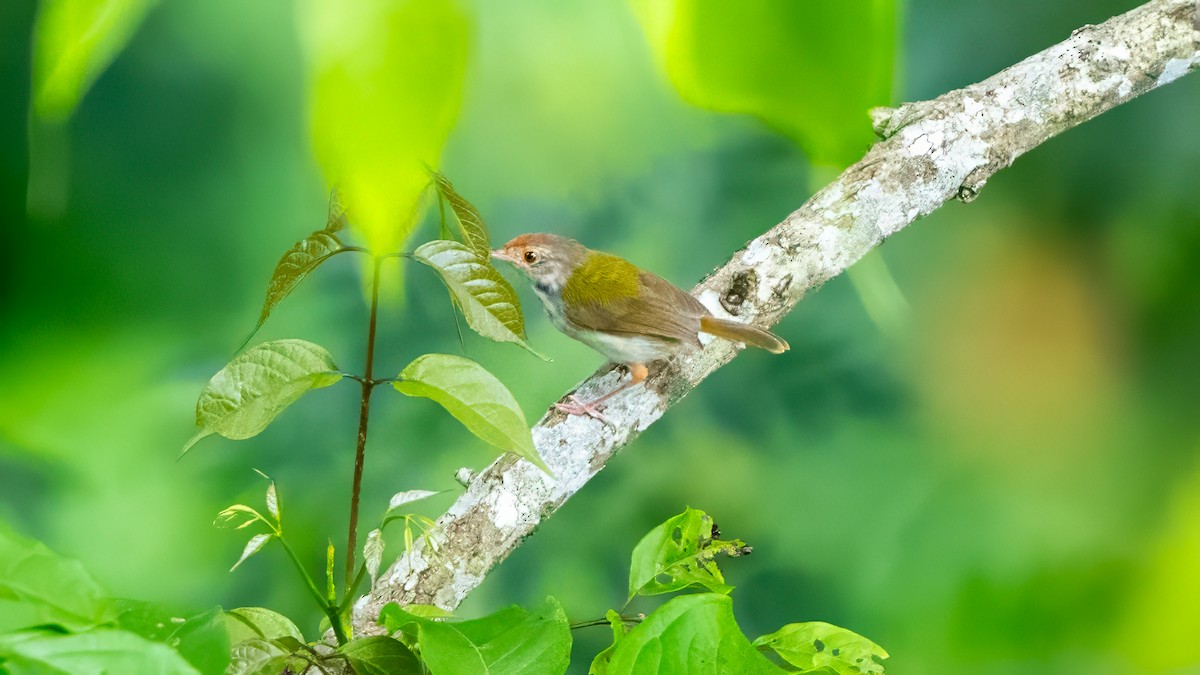 Common Tailorbird - ML639745699