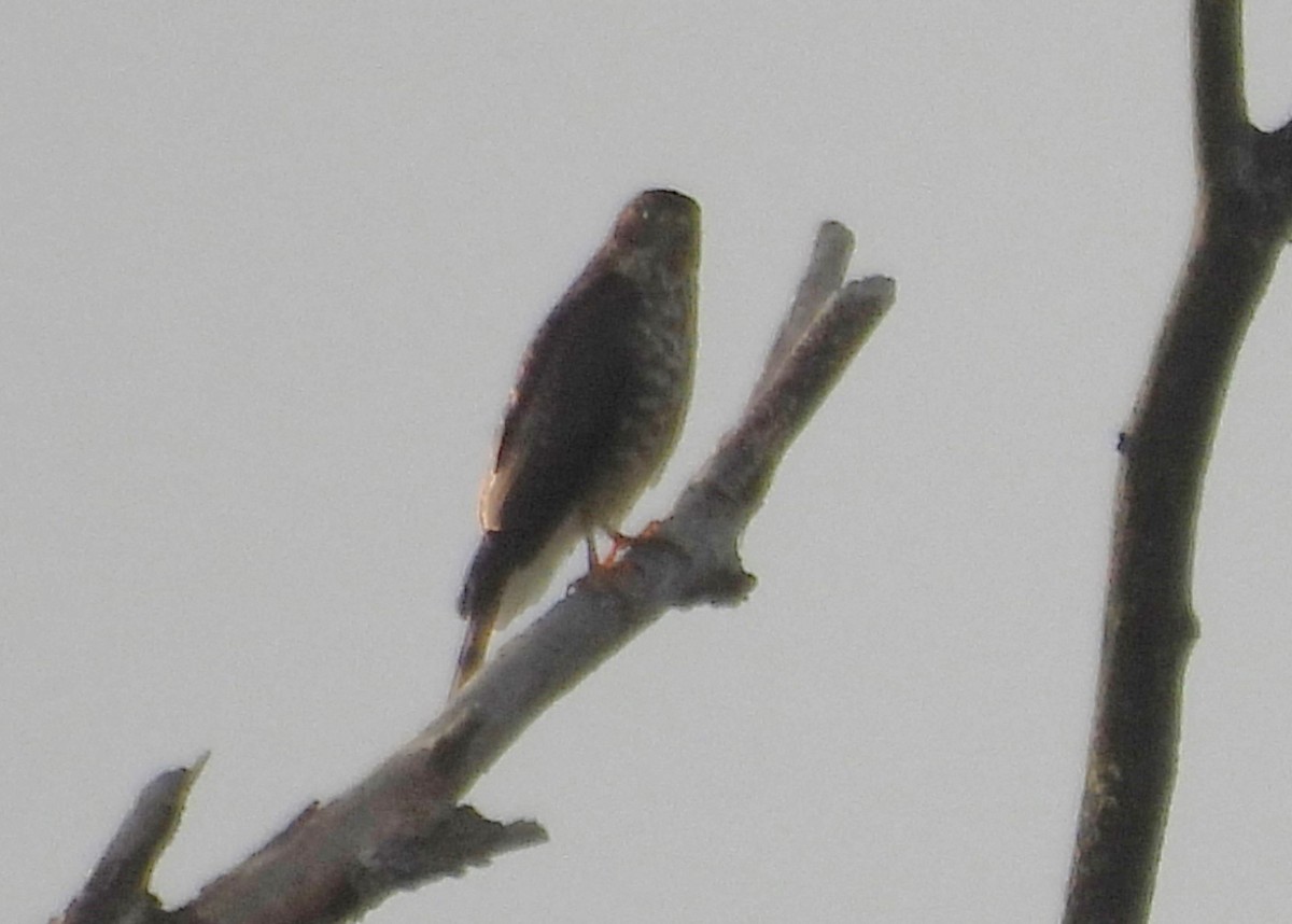 Épervier brun - ML639745787
