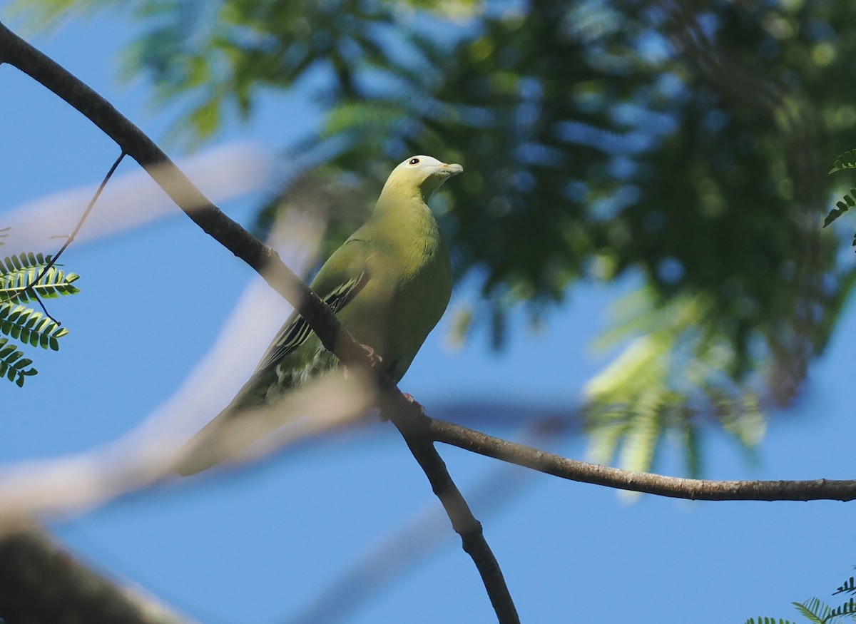 Flores Green-Pigeon - ML639745790