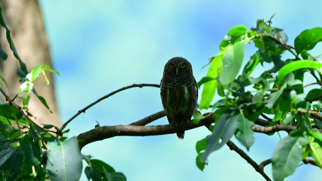 Asian Barred Owlet - ML639745791