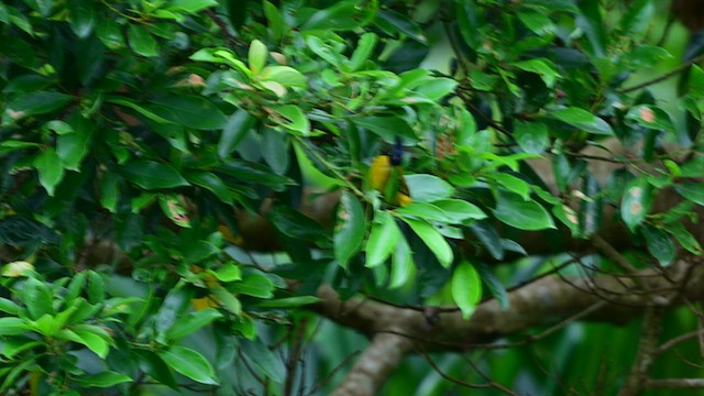 Black-crested Bulbul - ML639745802
