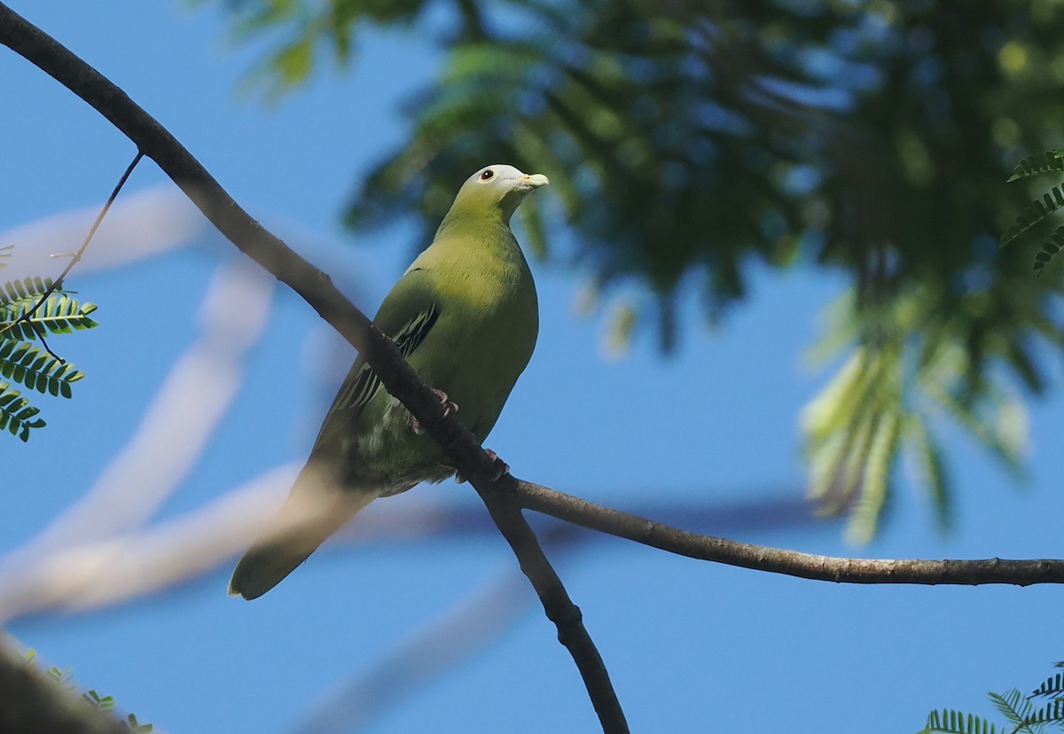 Flores Green-Pigeon - ML639745803