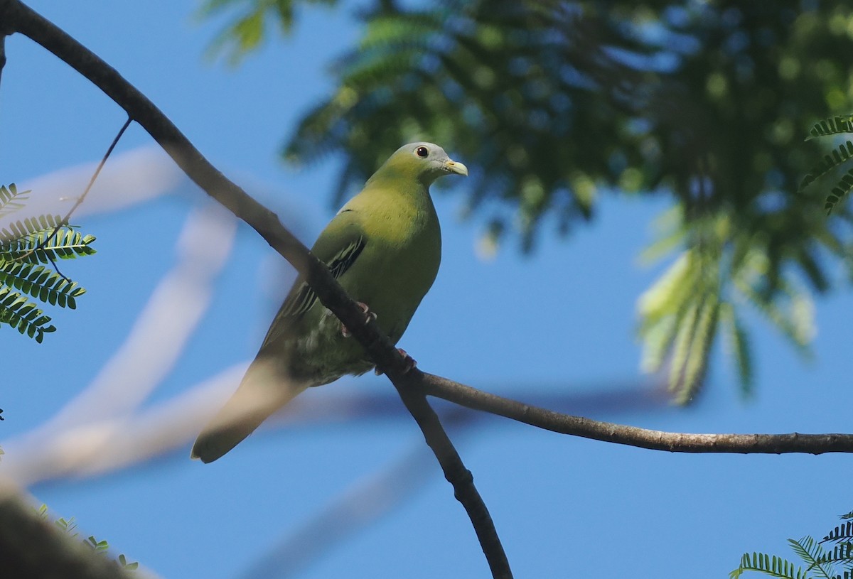 Flores Green-Pigeon - ML639745807