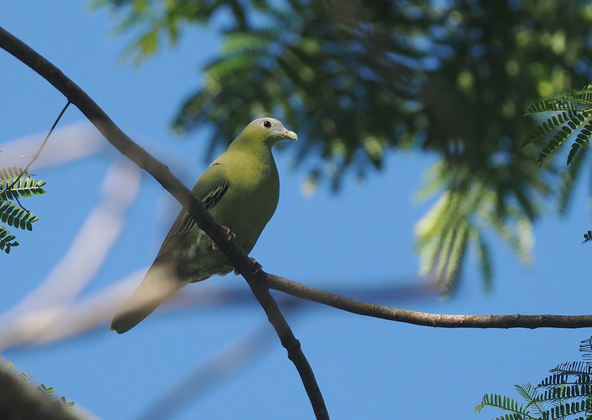 Flores Green-Pigeon - ML639745808