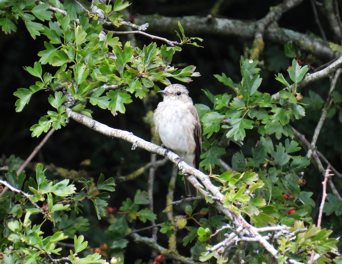 斑鶲 - ML639745811