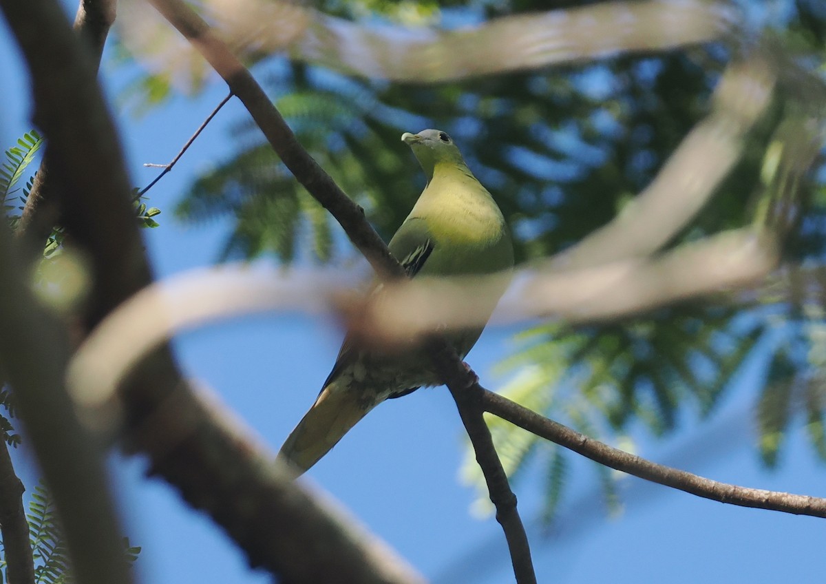 Flores Green-Pigeon - ML639745816