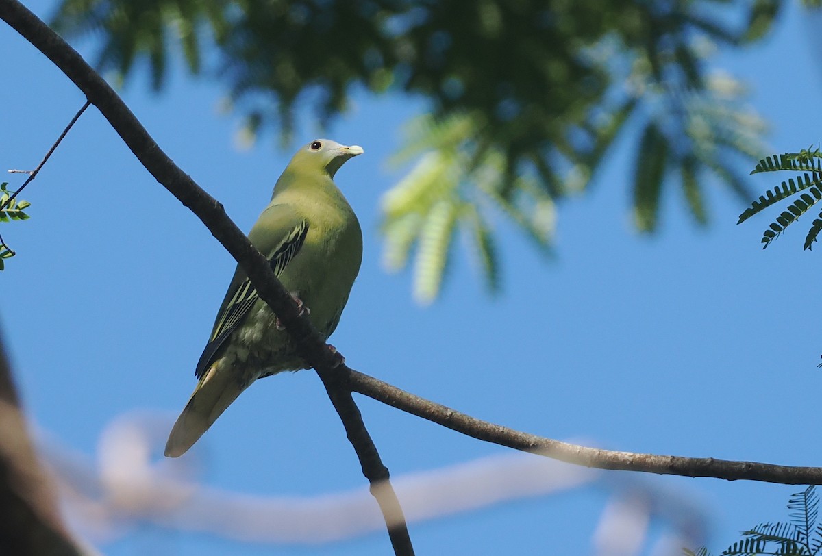Flores Green-Pigeon - ML639745817