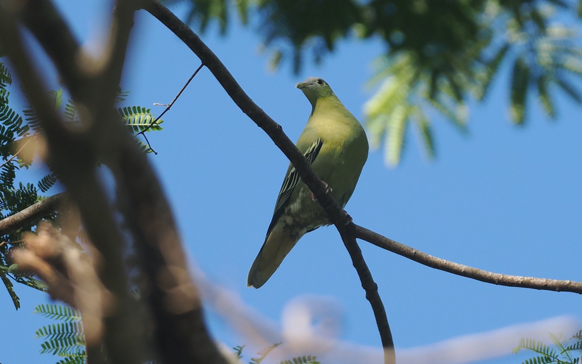 Flores Green-Pigeon - ML639745822