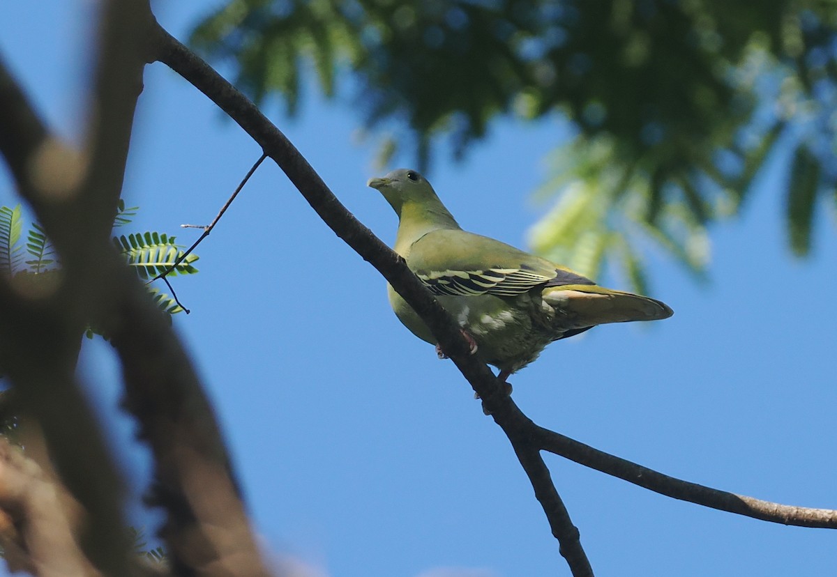 Flores Green-Pigeon - ML639745833