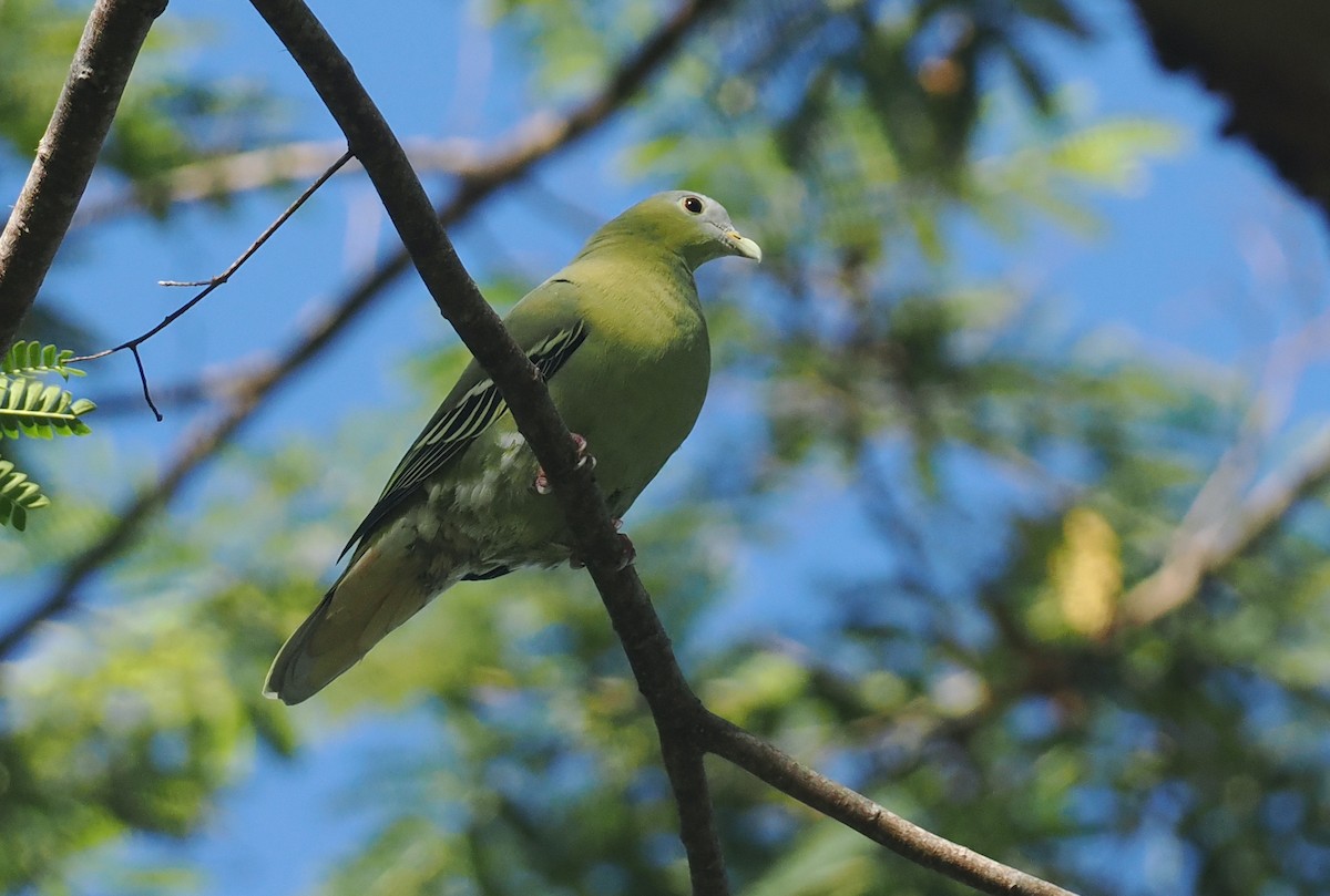 Flores Green-Pigeon - ML639745867