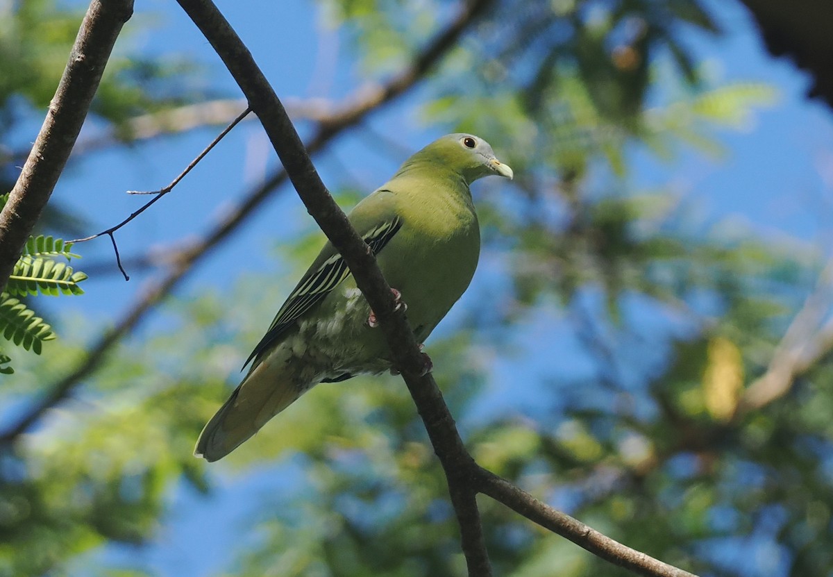 Flores Green-Pigeon - ML639745872