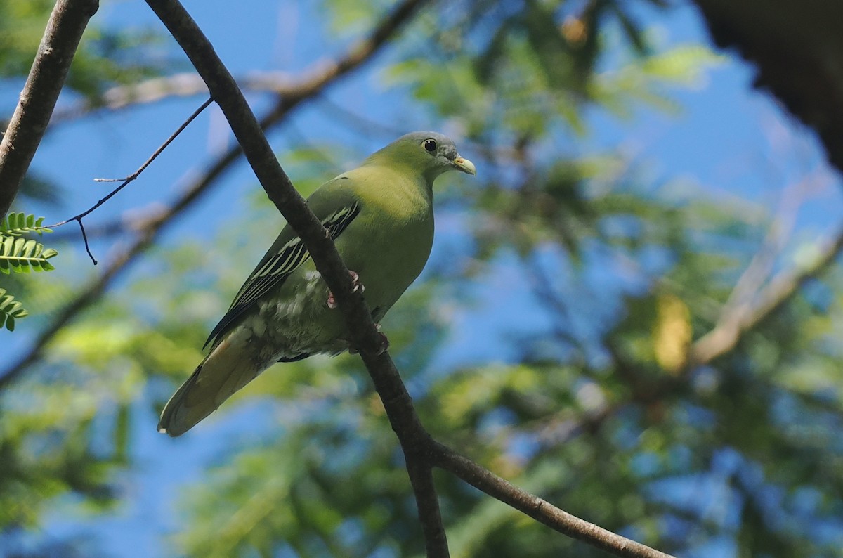 Flores Green-Pigeon - ML639745886