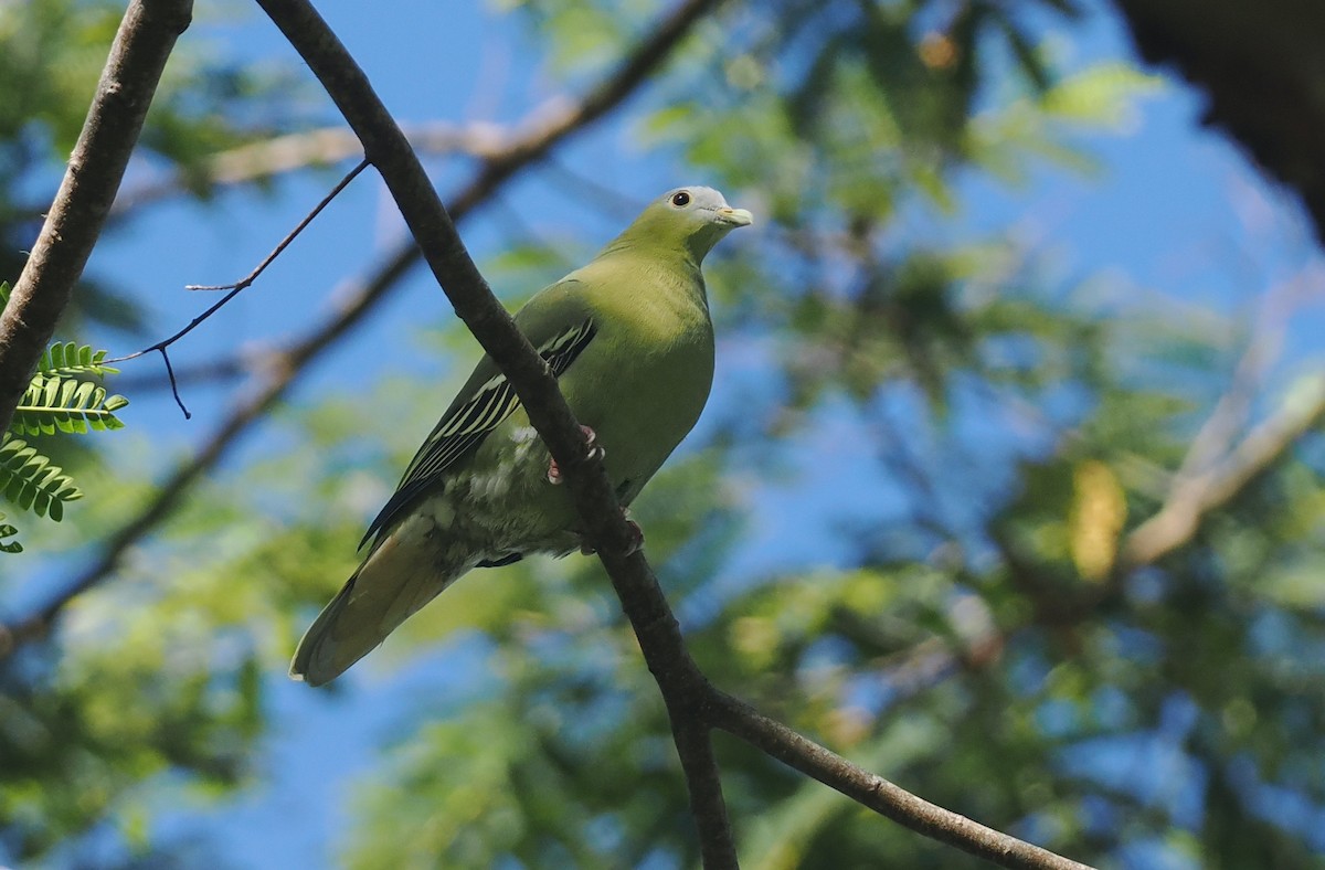 Flores Green-Pigeon - ML639745910
