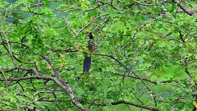 Chestnut-winged Cuckoo - ML639745927