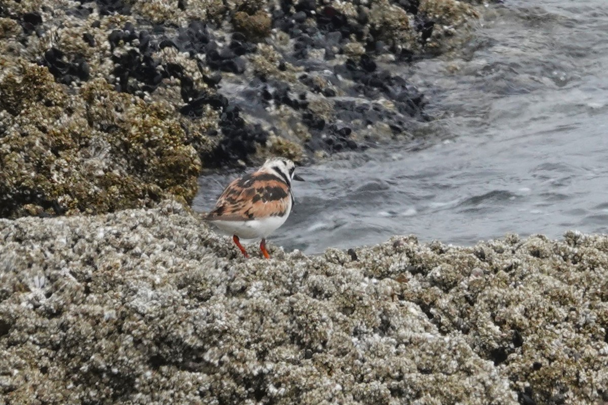 Tournepierre à collier - ML639745995