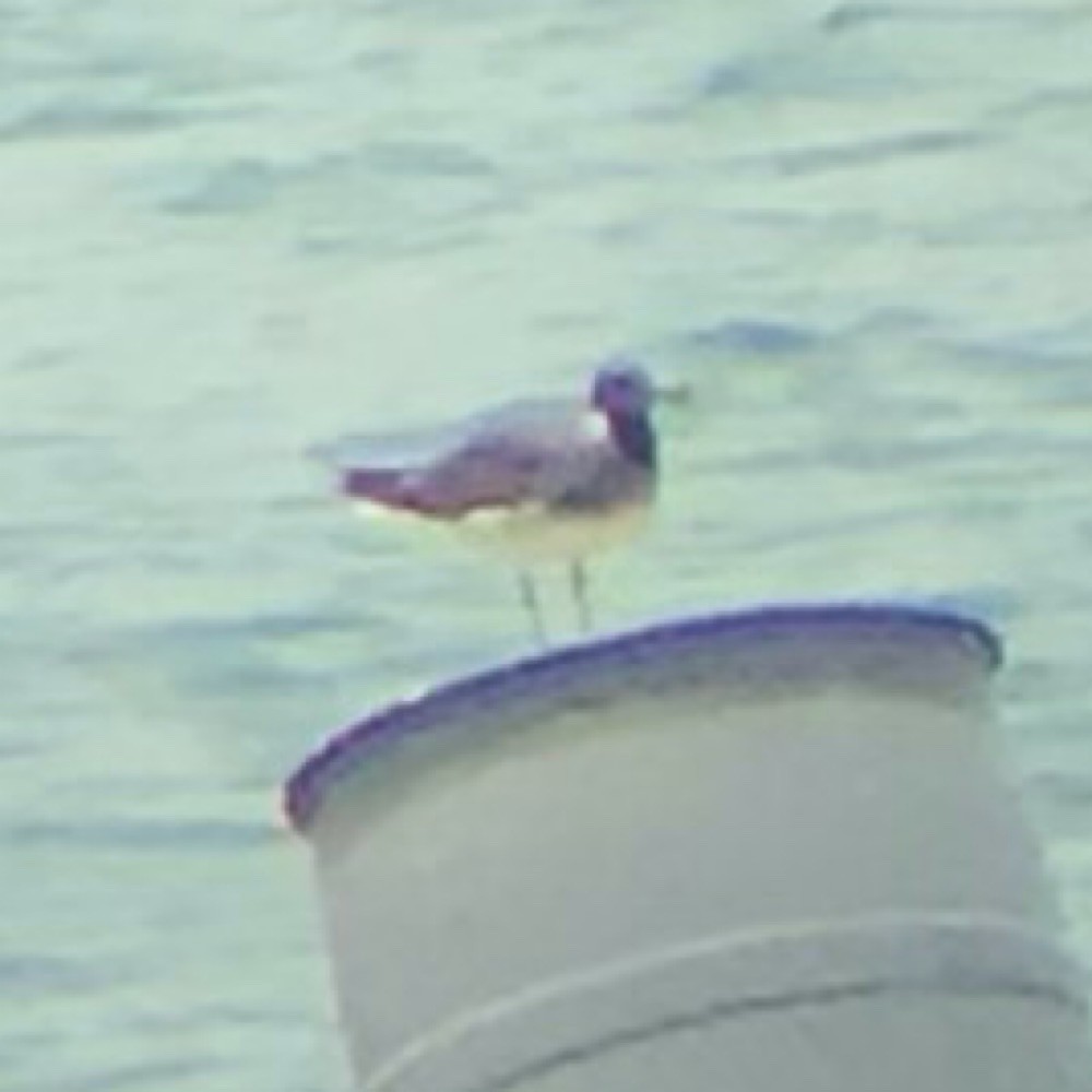 Sooty Gull - ML639746064