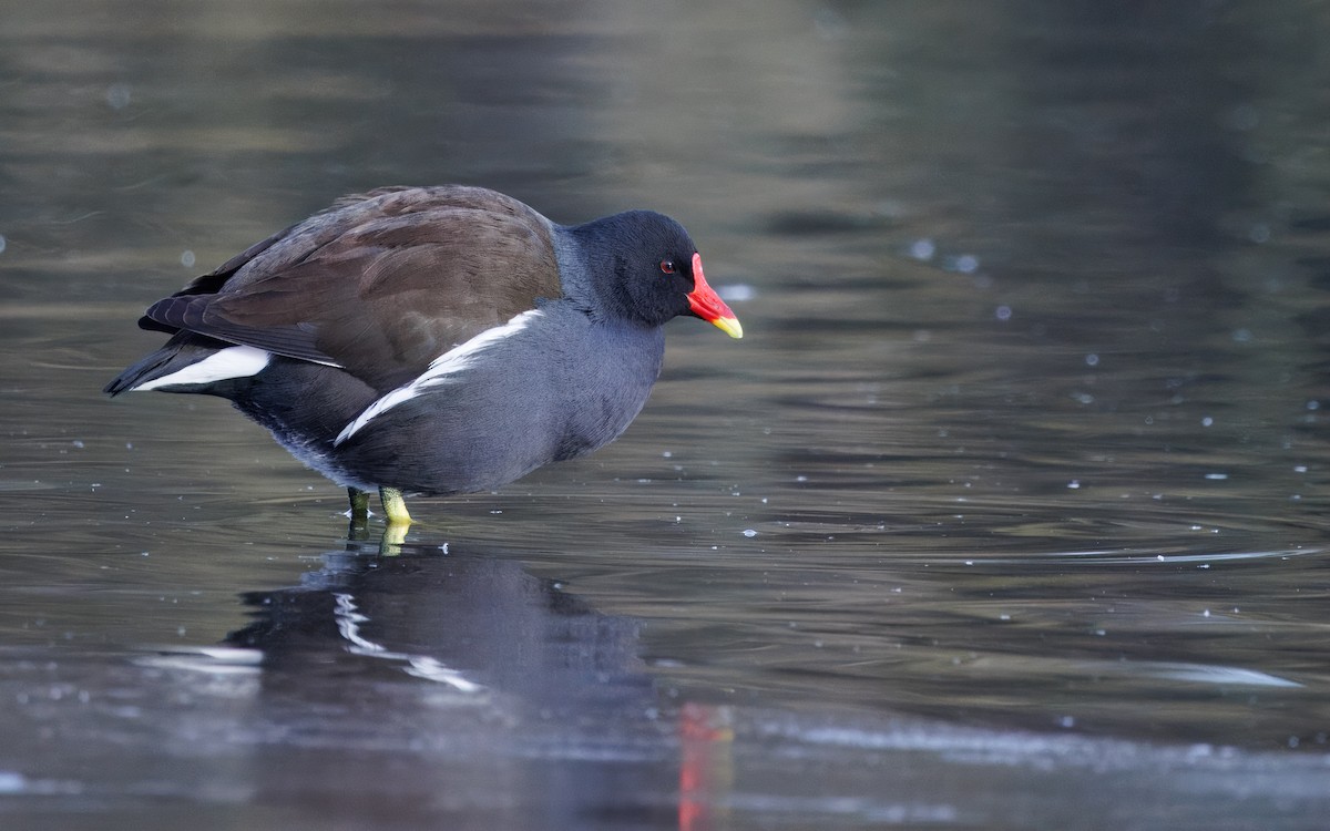 Gallinella d'acqua - ML639746229