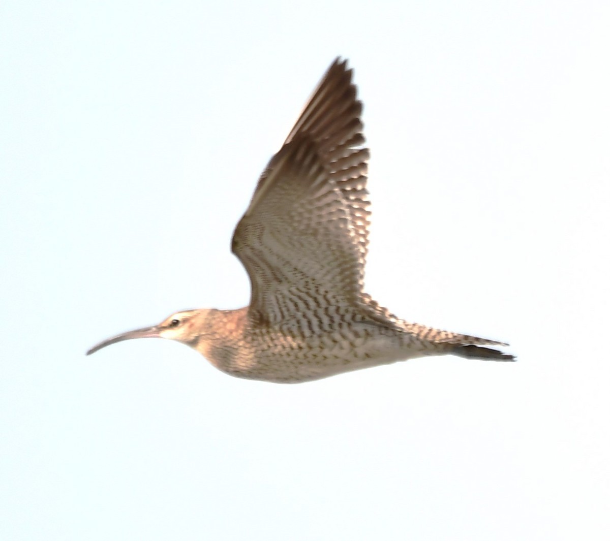 Whimbrel - ML639746248