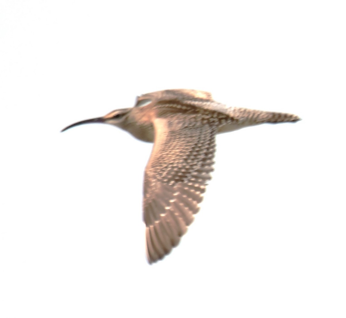 Whimbrel - ML639746249