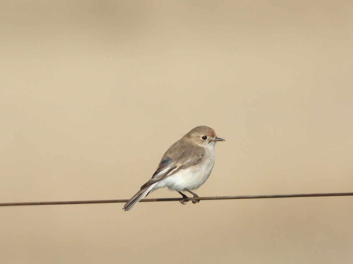 Red-capped Robin - ML639746251