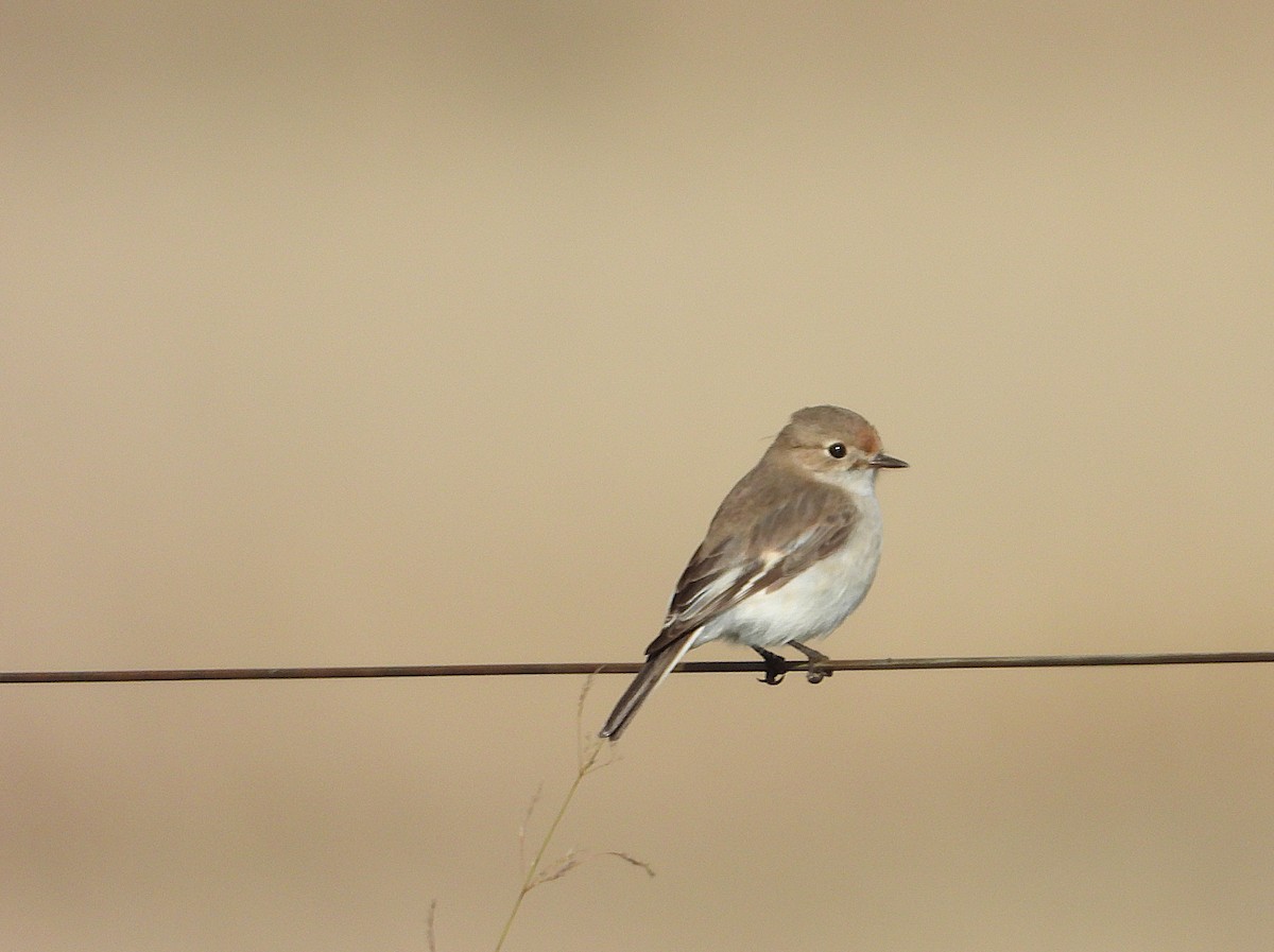 Red-capped Robin - ML639746252