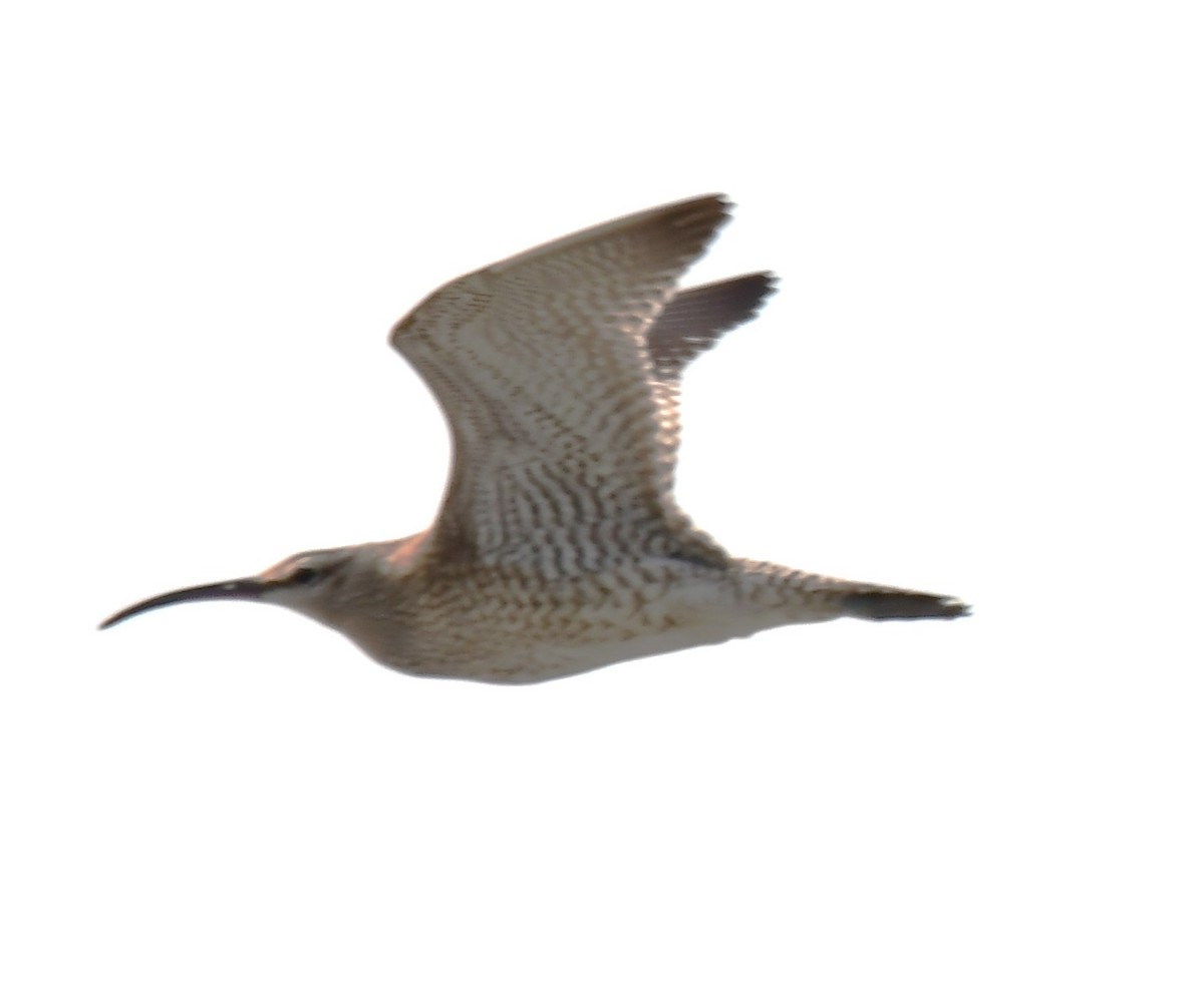 Whimbrel - ML639746254