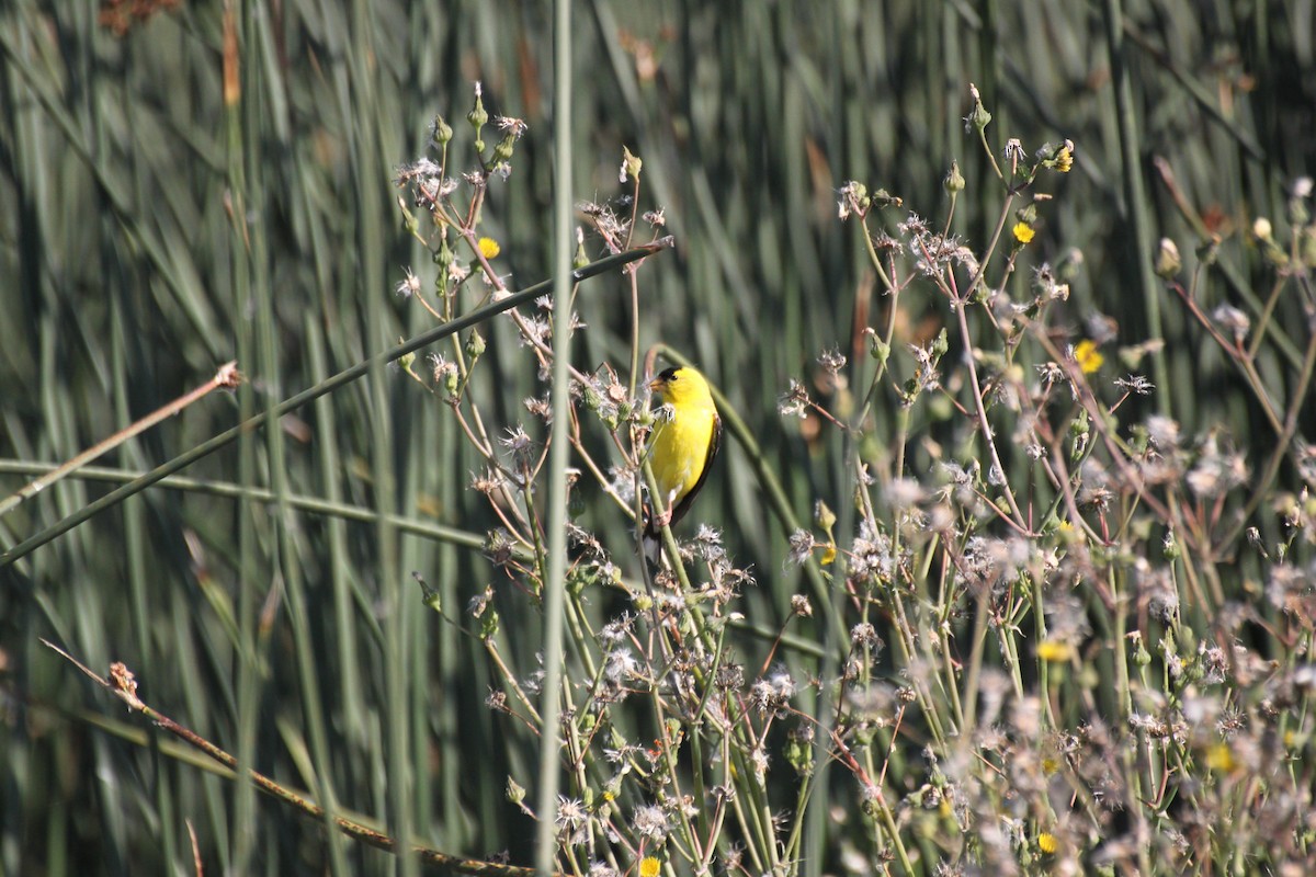 American Goldfinch - ML639746255