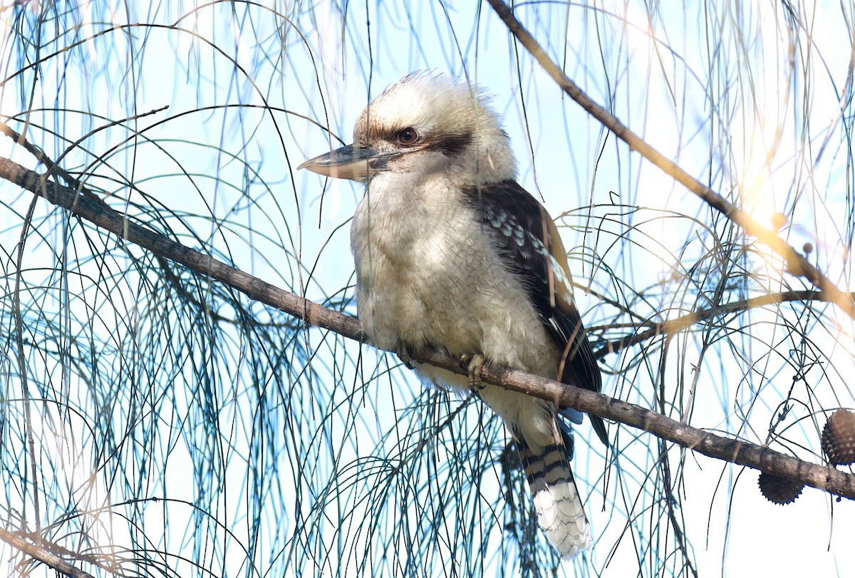 Laughing Kookaburra - ML639746259