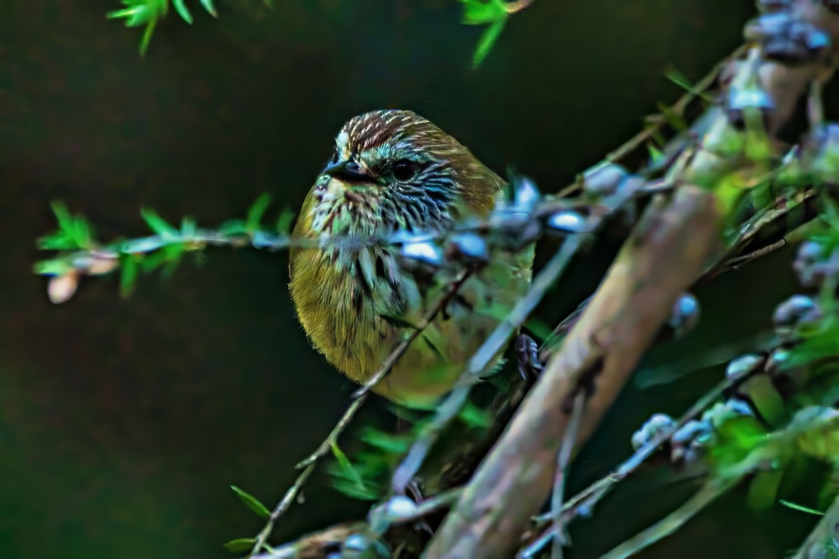 Striated Thornbill - ML639746260