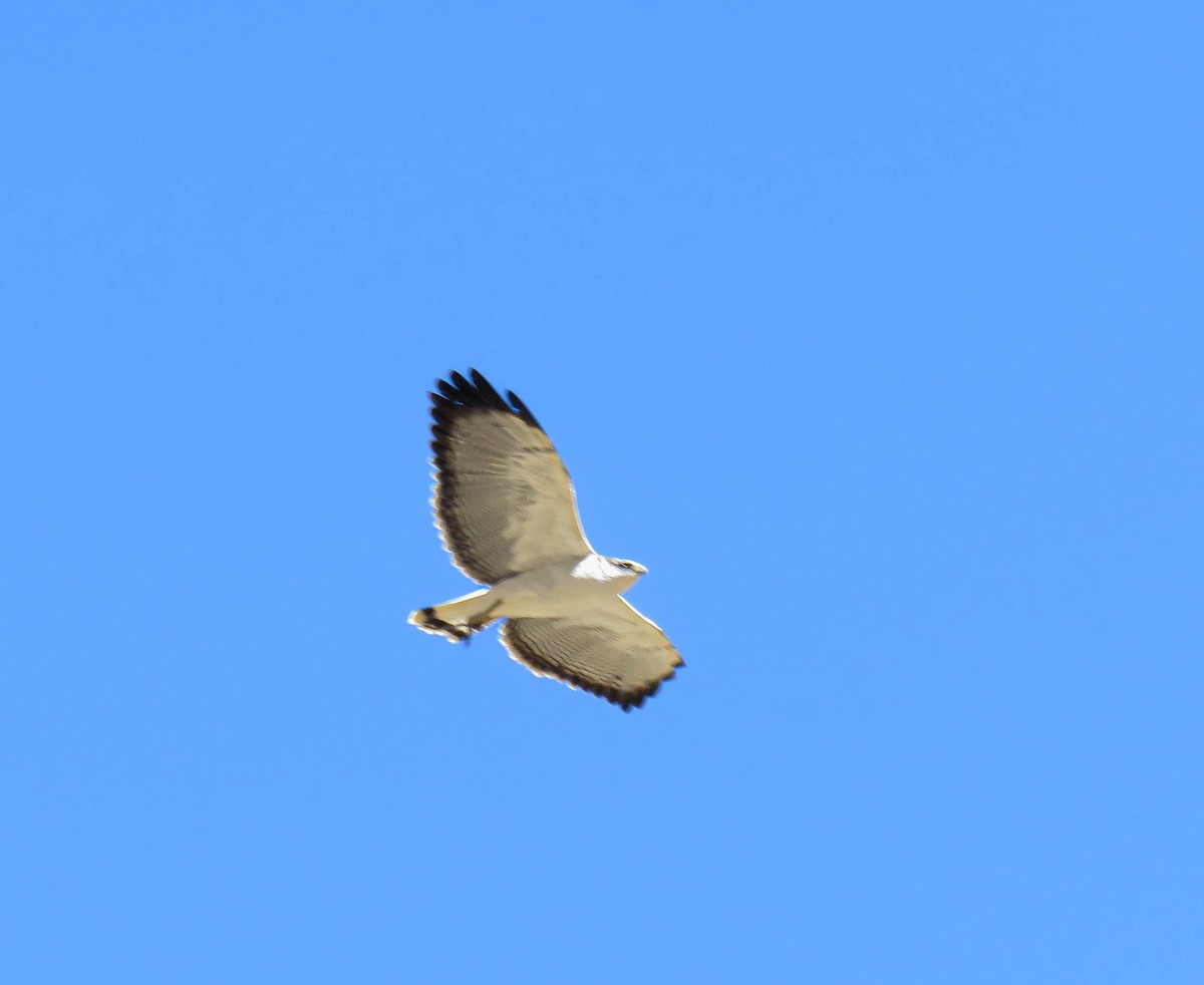 Variable Hawk - ML639746261